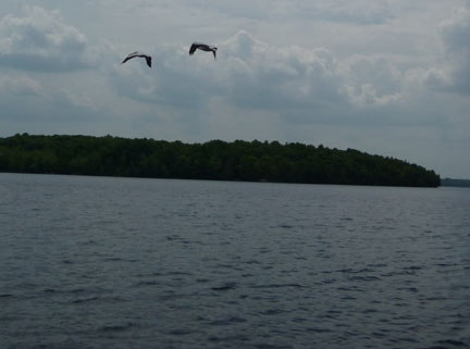 Pelican Air