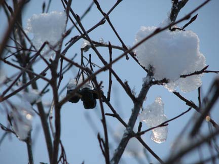 Snow flowers and berries