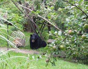 Bear eating sunflower seeds while waiting for apples to ripen.