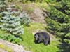 Bear walking around yard.