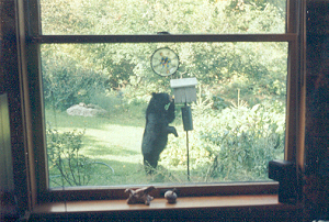 Bear at Birdfeeder