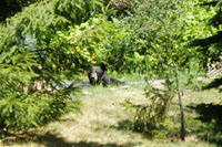 On a hot day the big bear cools off in the little pool.