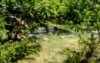 On a hot day the big bear cools off in the little pool.