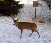 Very large buck and pheasant.