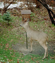 Deer at Bird Feeder