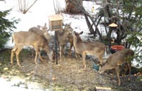 Deer in backyard