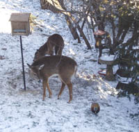 Deer and pheasant.