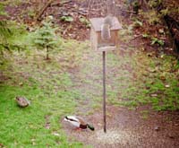 Ducks in backyard